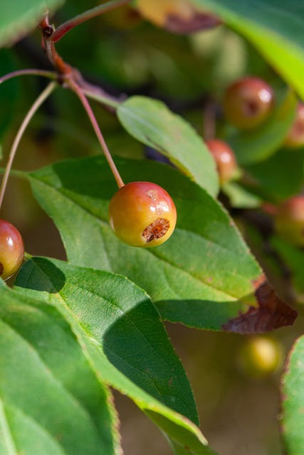 目的金牌 目的金牌